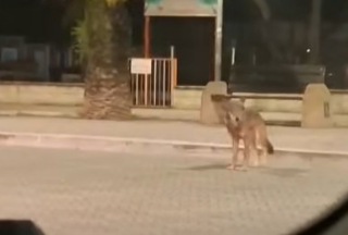 Tortoreto - Lupo avvisato sul lungomare, davanti alla rotonda di via Da Vinci
